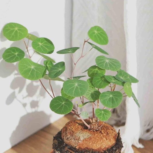 Caudexoâ˘ď¸Stephania Erecta Plant (Pack of 2)